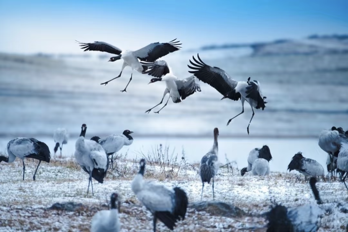Dashanbao Black-necked Crane